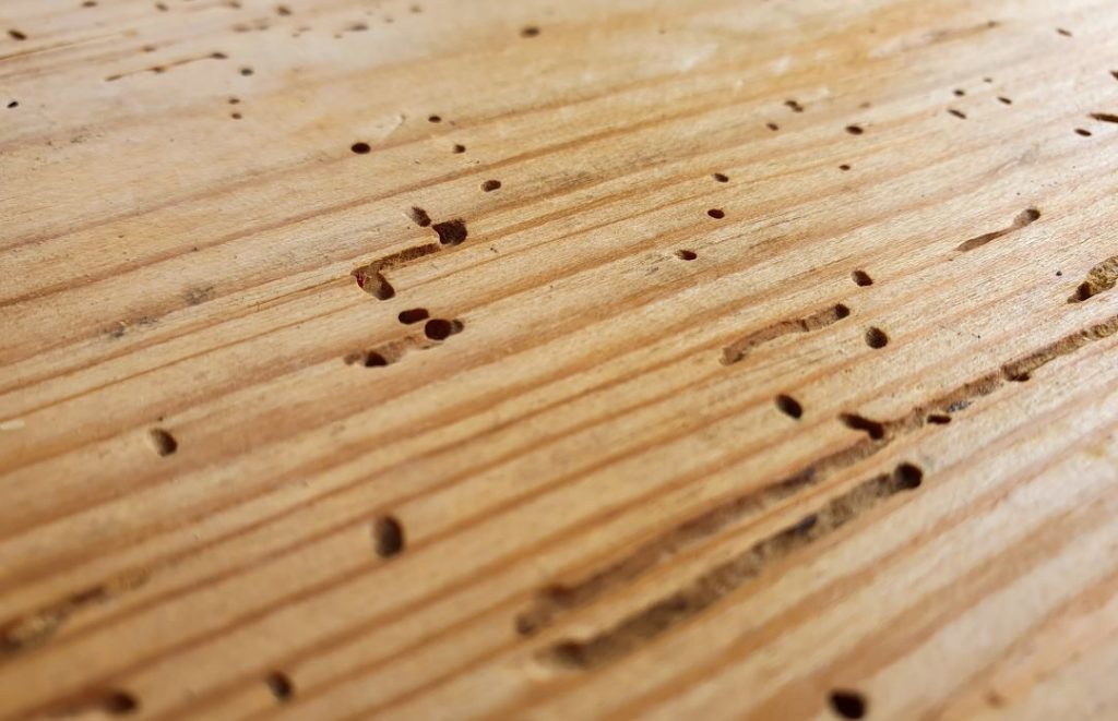 Termite-damaged wood showing hollow sections and a weakened structure
