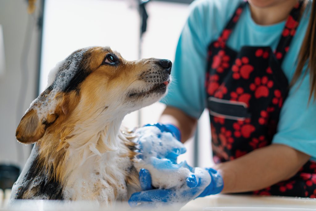 Regular pet grooming to prevent home flea infestations