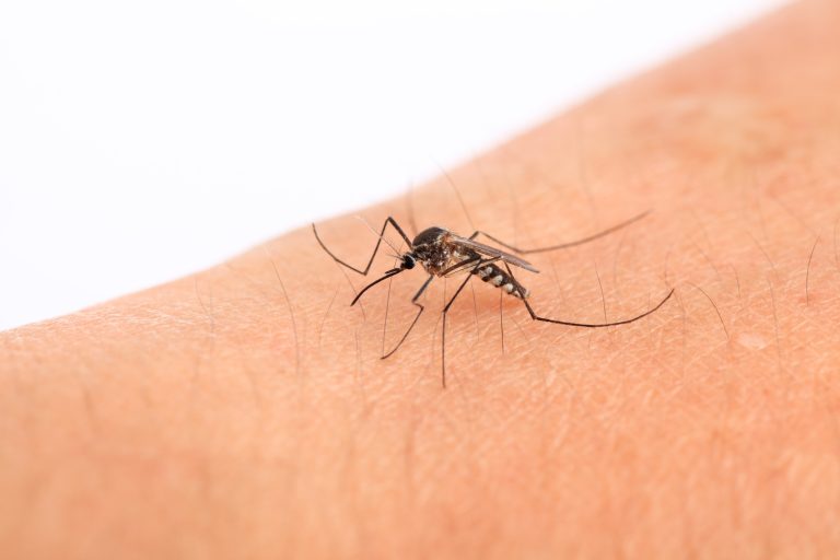 Close-up of a mosquito on a person's skin, illustrating the importance of mosquito control