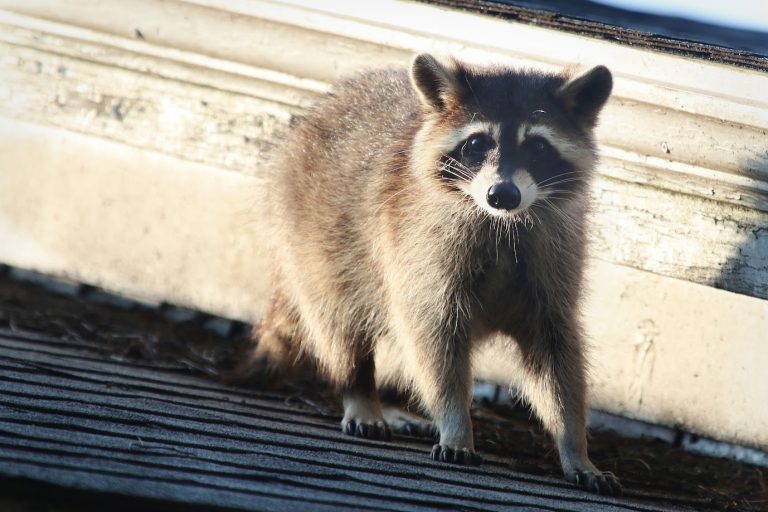 A raccoon scurrying across the roof of a residential highlights the need for professional wildlife control