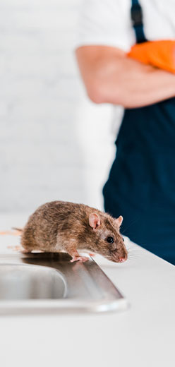 A mouse on top of a kitchen sink with a pest control expert behind it. - TruForce Pest and Wildlife - pest control services