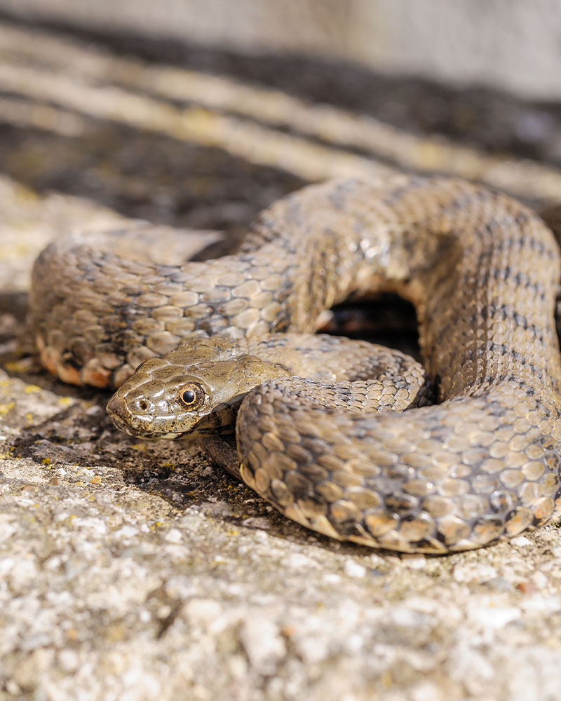 A coiled snake positioned on a rock. - TruForce Pest and Wildlife - wildlife removal