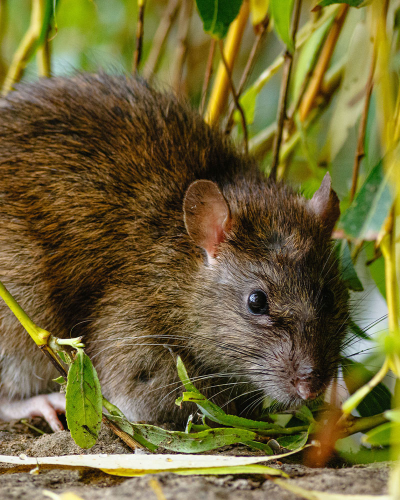 A brown rat in a natural setting. - TruForce Pest and Wildlife - wildlife removal in knoxville